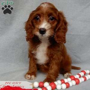 Scout, Cavapoo Puppy